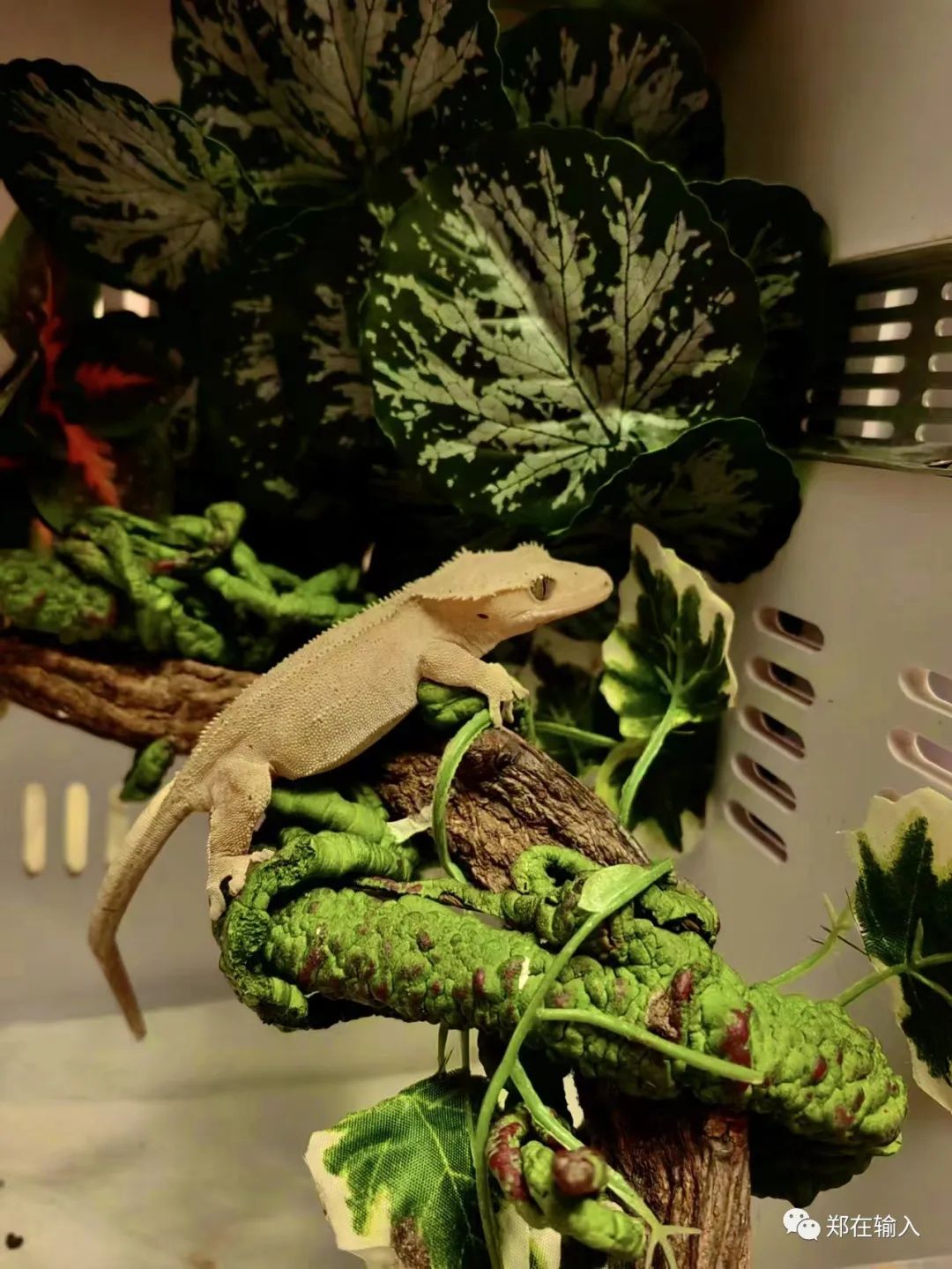 黄河路服装市场里有美人鱼？