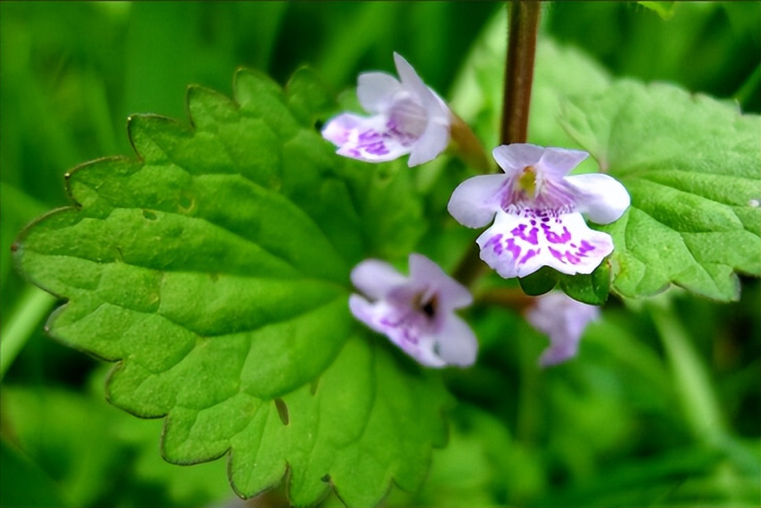 活络丹能治痛风么,活血膏能治痛风吗