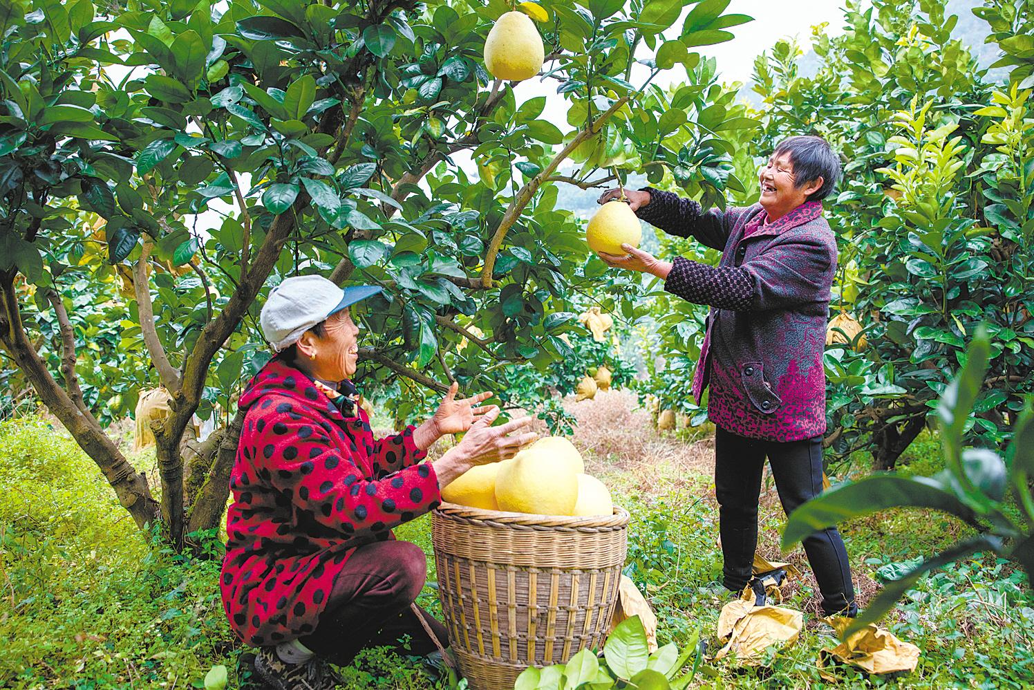 宣恩贡水白柚新消息,宣恩贡水白柚核心产区