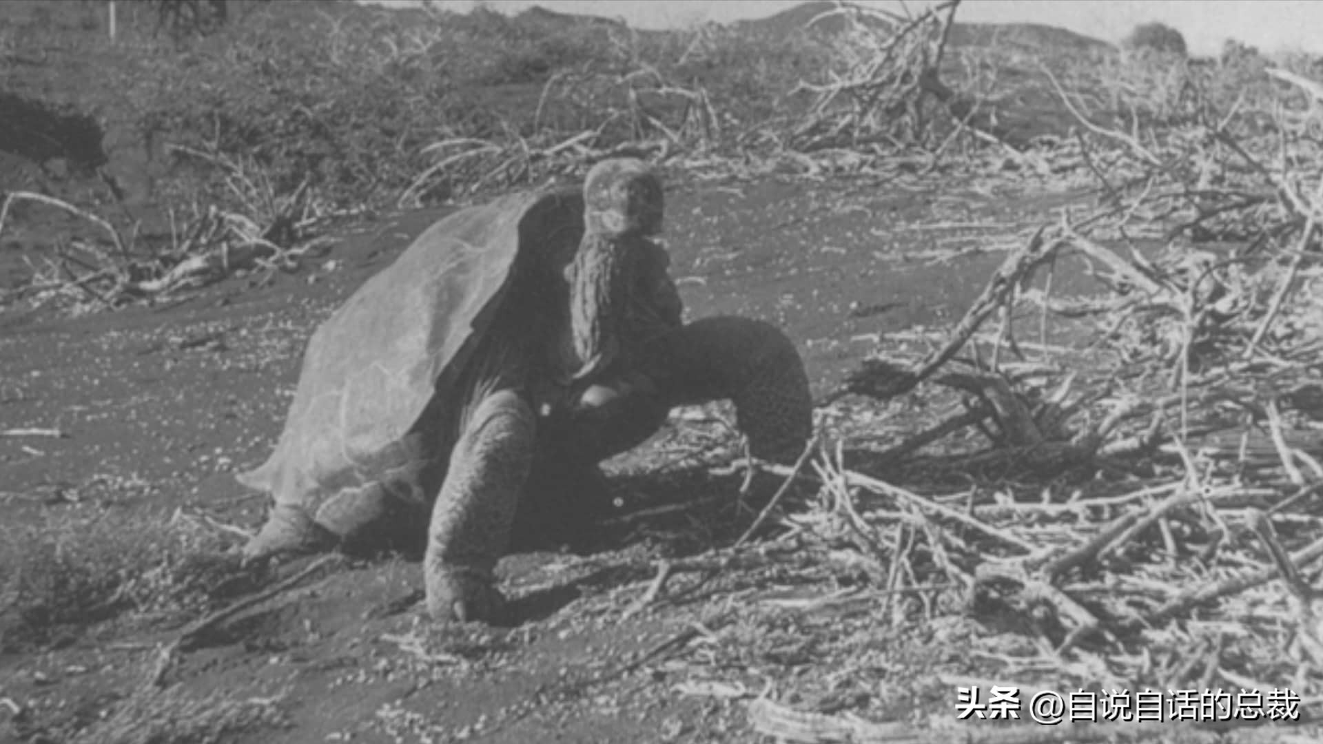 龟蛇大战巨龟视频,罕见别致的龟蛇大战