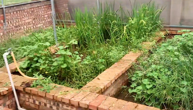 80cm鱼缸造景黄缘闭壳龟造景布局,黄缘闭壳龟450克到550克有多大