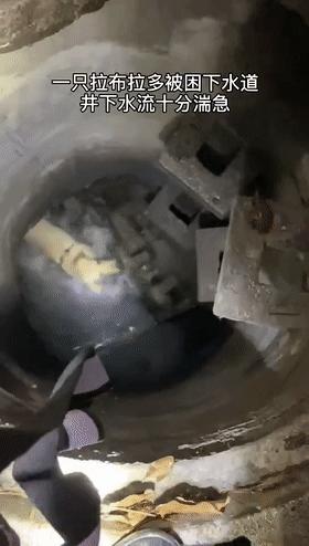 狗狗掉入冰冷水中急待救援,狗狗掉深井里面救它出来