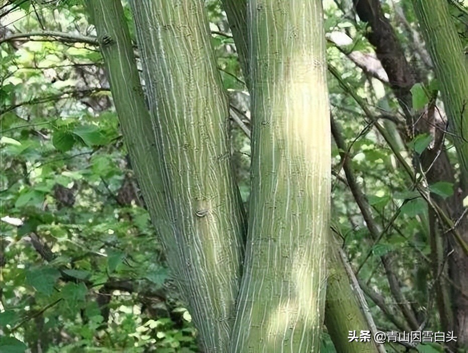 树木的观叶、观花、观果价值，有双重价值的品种，必定前景无限