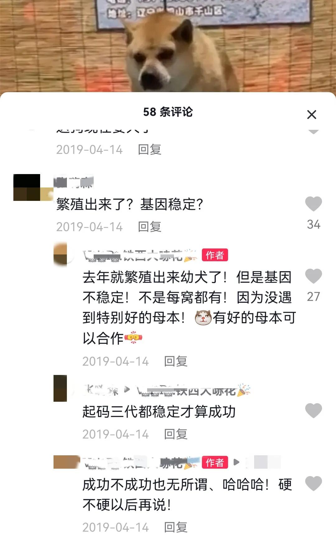 这样的阴间猫狗审美，早该翻车了