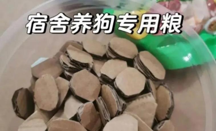 当代封校大学生遛宠物,当代大学生在遛一种很新的狗