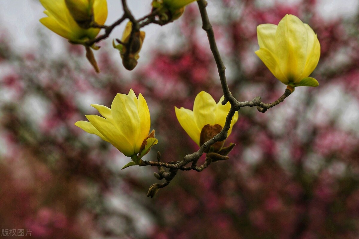 「上巳节」农历三月三|中国古代最浪漫的节日