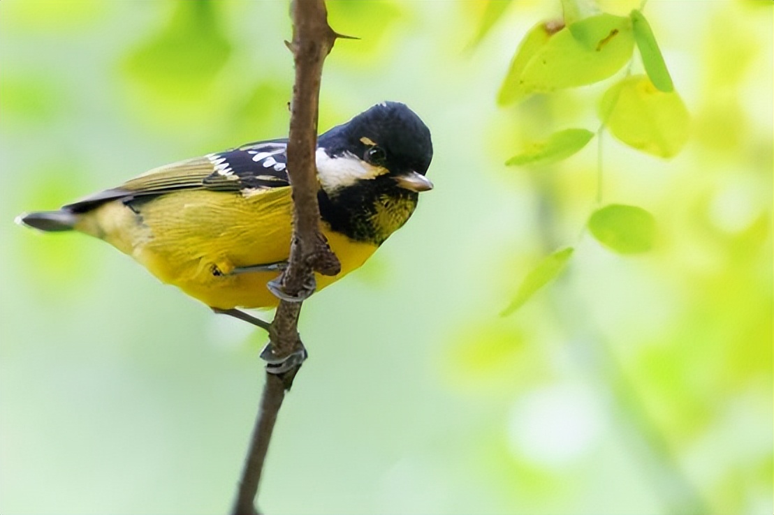 摄影新手入门用微单还是卡片机,玩转手机摄影人像教学