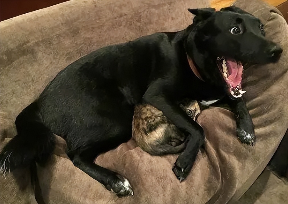 狗狗不呕吐不拉稀是细小康复了吗,狗狗可以拉稀拉血一定是细小吗