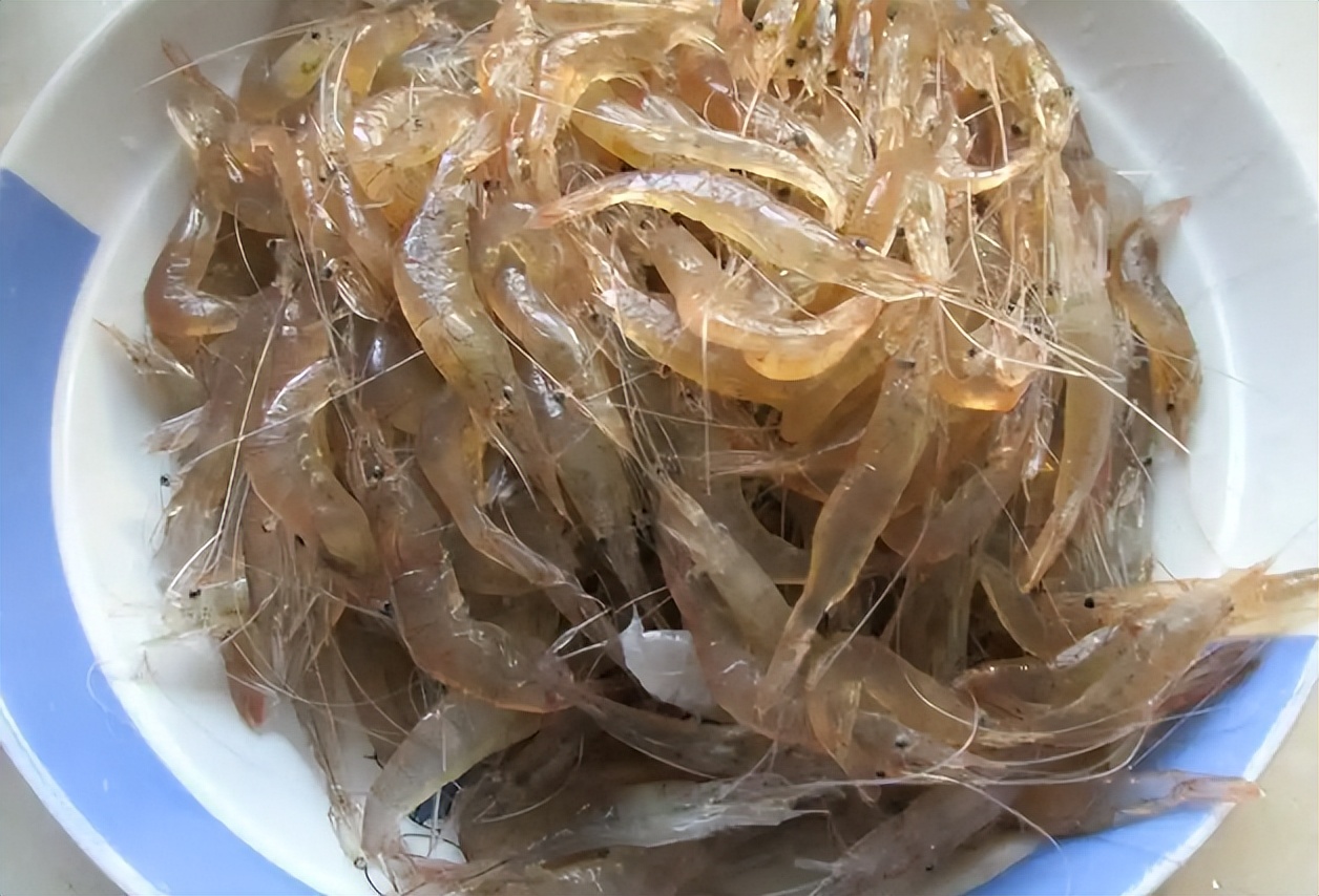 五月海鲜上市时间表,5月份什么海鲜比较多