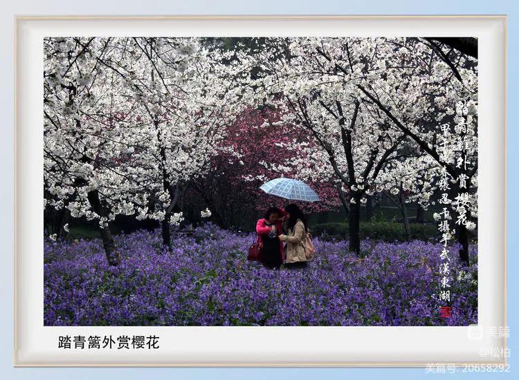 百花园（十六）樱蕾暗香溢