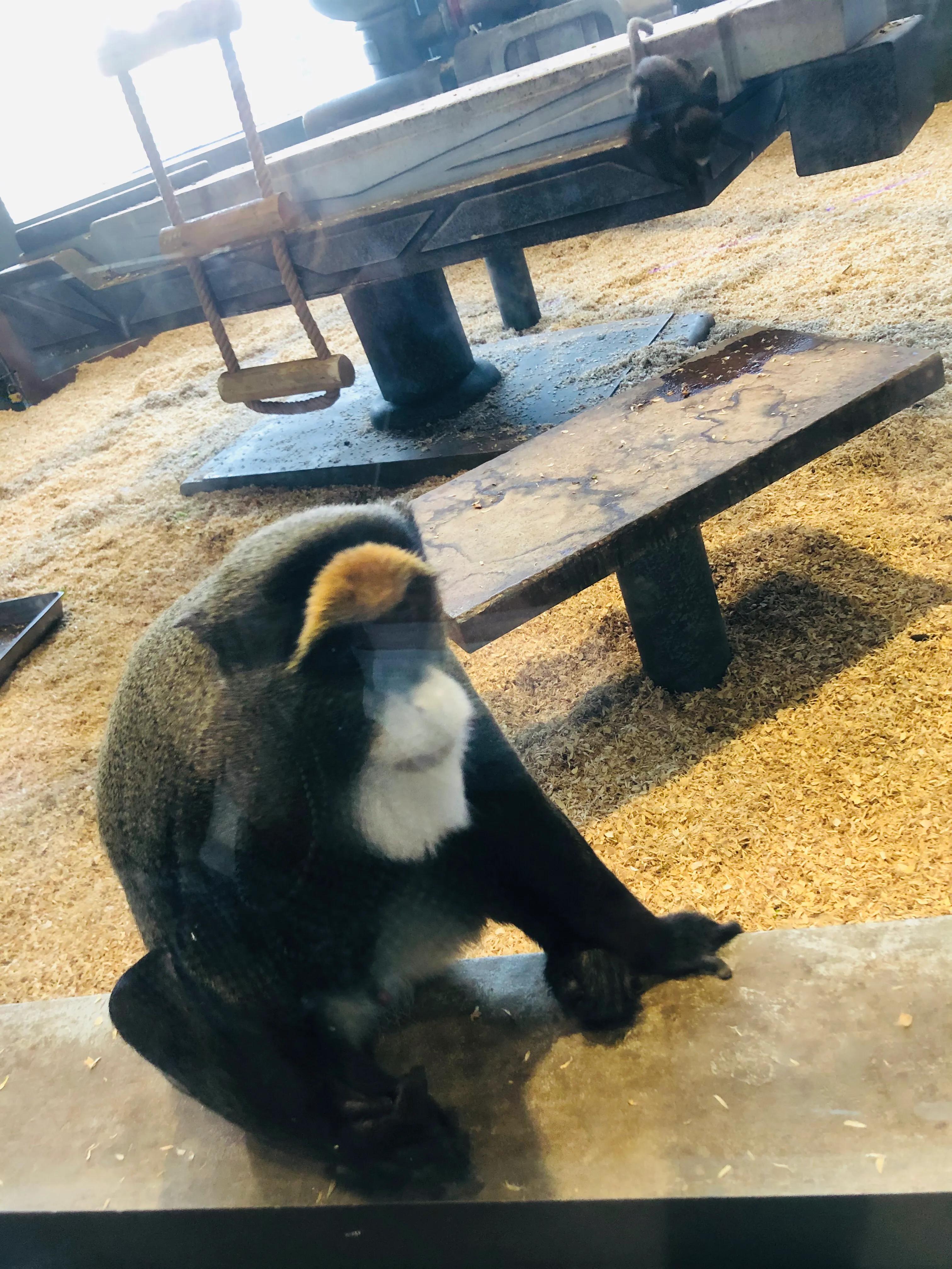 银基动物王国最强游玩攻略,银基动物王国游玩最详细攻略