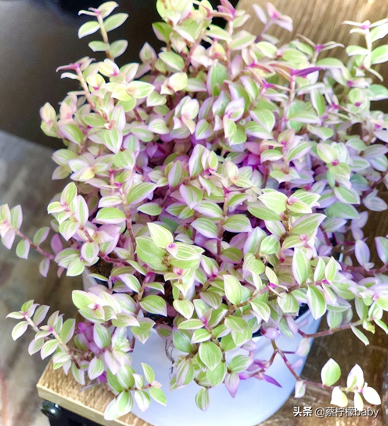 漂亮无毒的观叶植物,观叶植物嫣红蔓