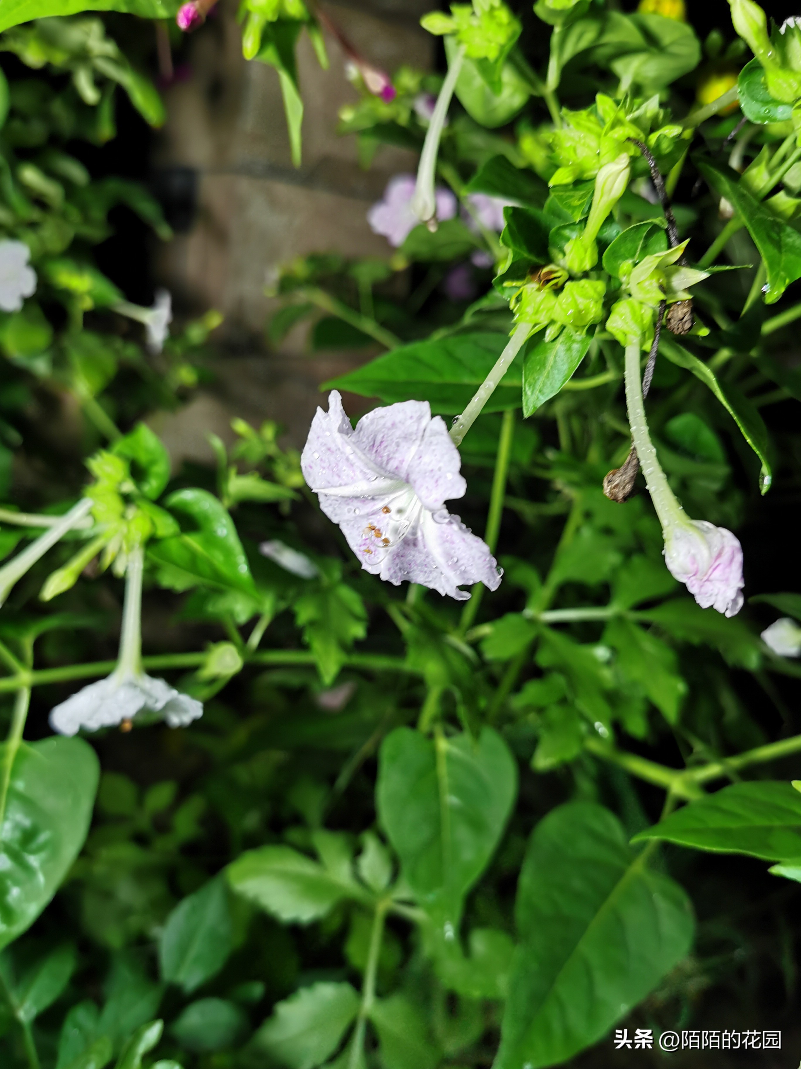 春节开花的庭院花卉,适合四季开花的庭院花卉