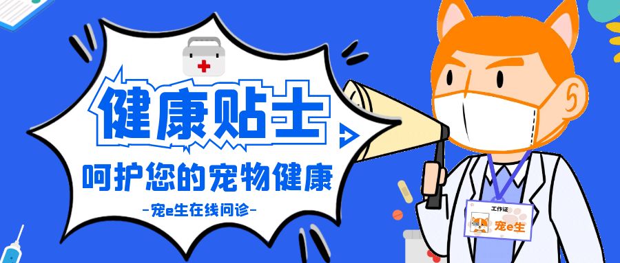 宠物猫腹部有积液能治愈吗,宠物猫心包积液