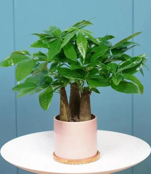 优质室内植物推荐与养护技巧,各种室内盆栽植物的养护诀窍