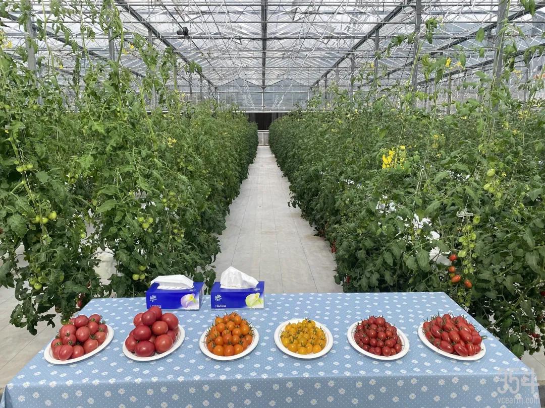 成立9个月即获IDG等700万元天使投资，中农美蔬寻回儿时番茄美味