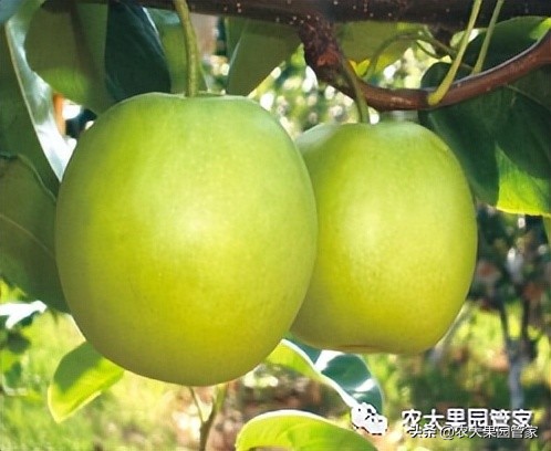 优质果树苗木品种介绍,最好的新品种苹果苗木