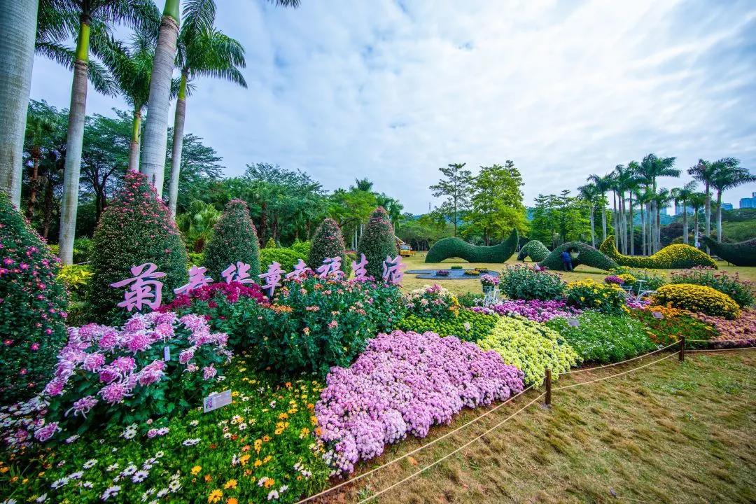 66万盆菊花东湖公园菊花展,东湖公园菊花展有哪些菊花