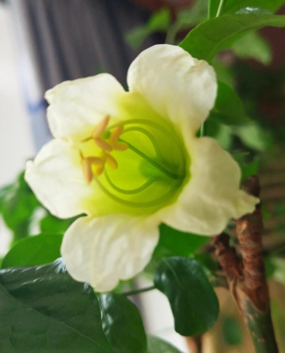 家里养什么花好看又旺财,在家养什么花好看又旺财