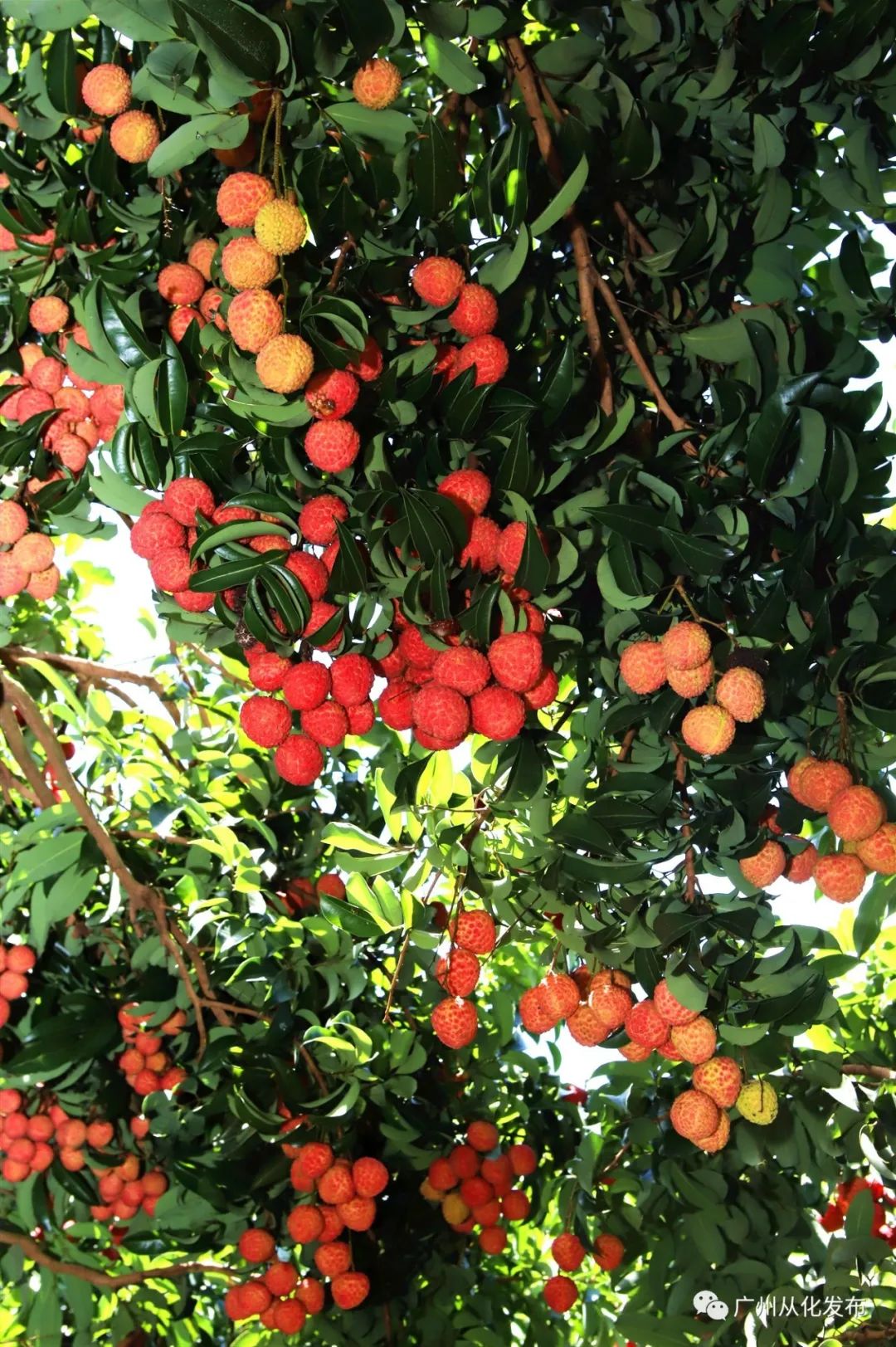 从化荔枝旅游节活动策划,关于广州增城荔枝节