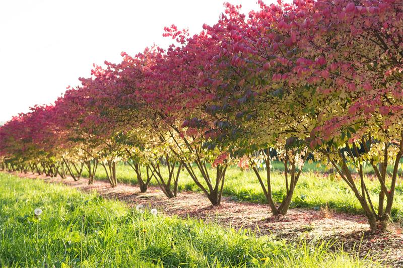 这种“燃烧的灌木”好看又好养，就像秋天里的一把火