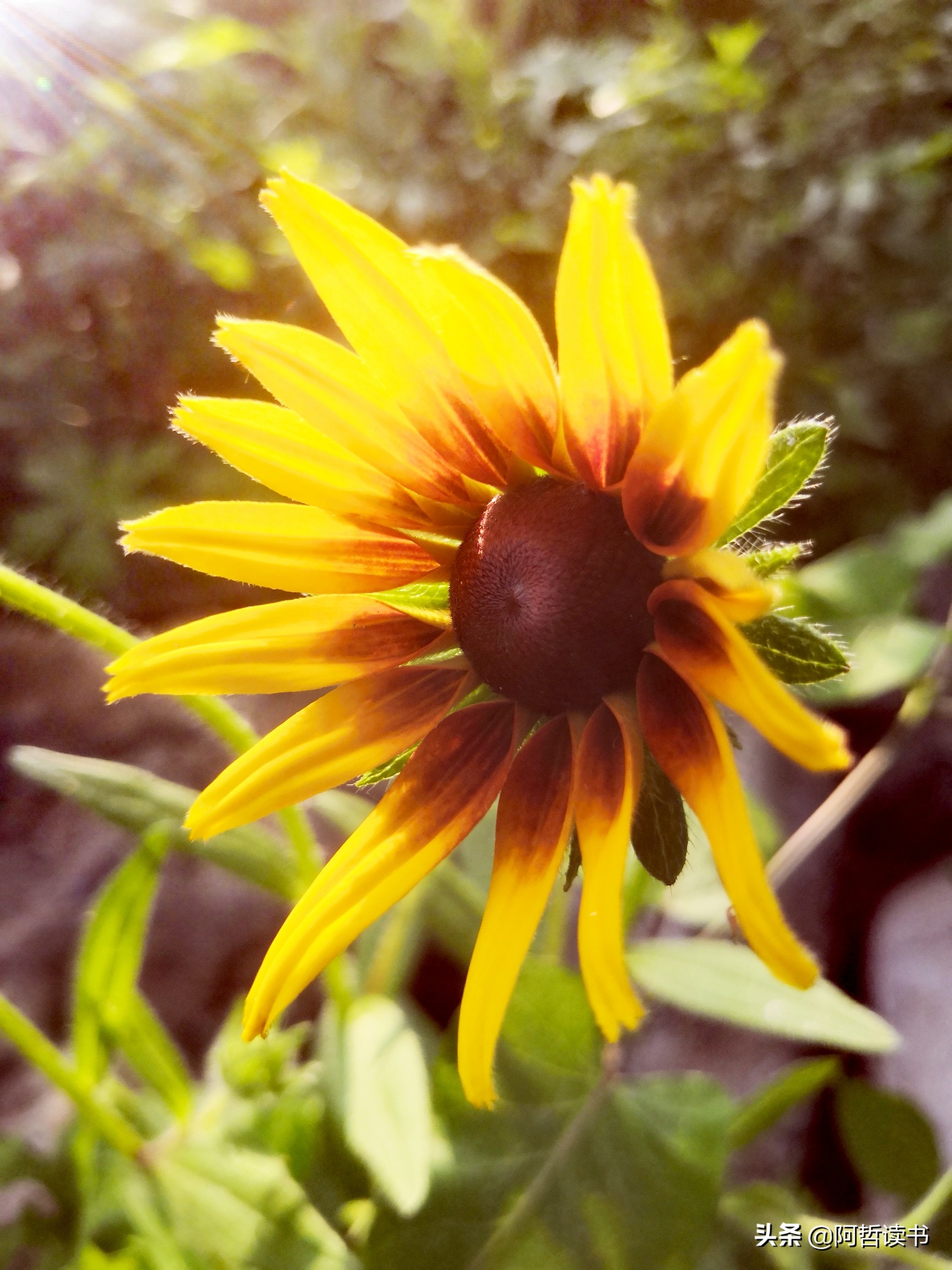 黑心金光菊：花名不雅，花姿灿烂，菊花里独特耀眼的一款
