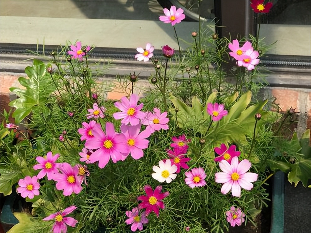 专为懒人养的5种花开花不断,4种不用花钱买的盆栽