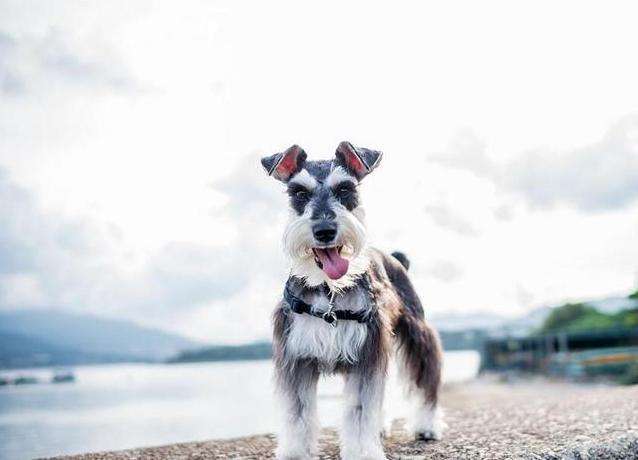 狗狗断甲是不是虐狗,狗狗为何要断尾