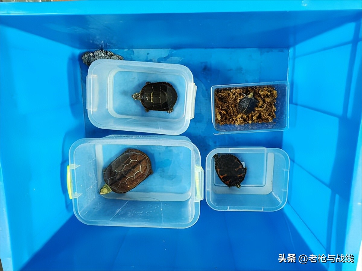 成都地区宠物龟过冬的一点心得,成都小龟怎么过冬