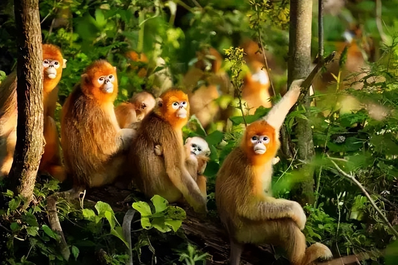 金猴传奇天命战域,金猴传奇烈火之力