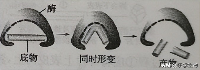 2024届高三生物模拟试题新高考,t8联考2022届第二次联考生物答案