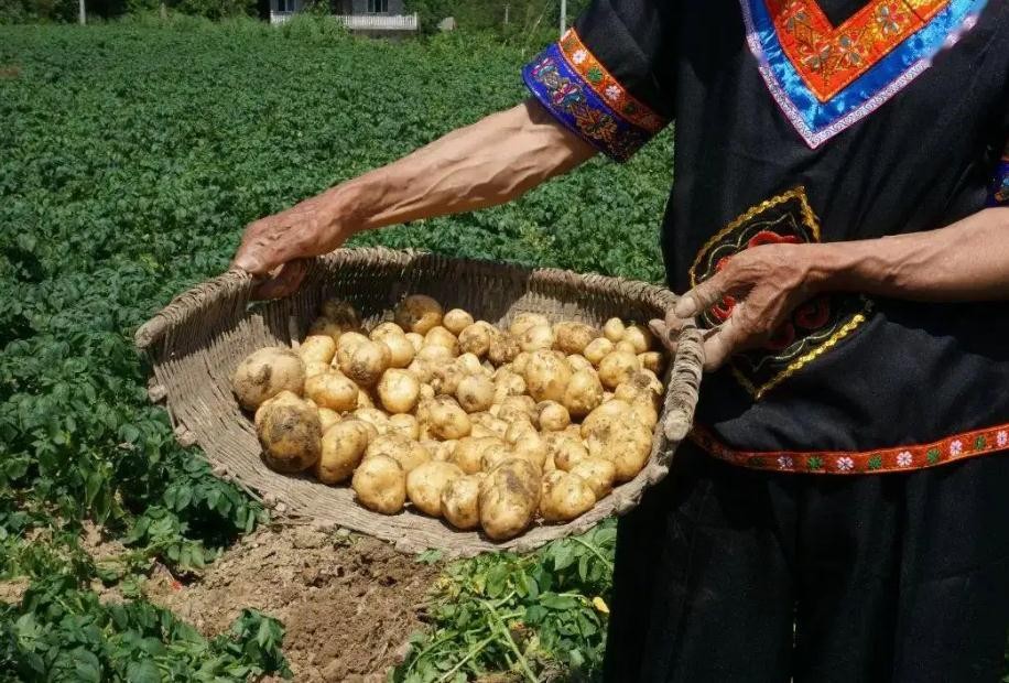 家乡的土豆真好吃,哪个地方的土豆最好吃最有营养