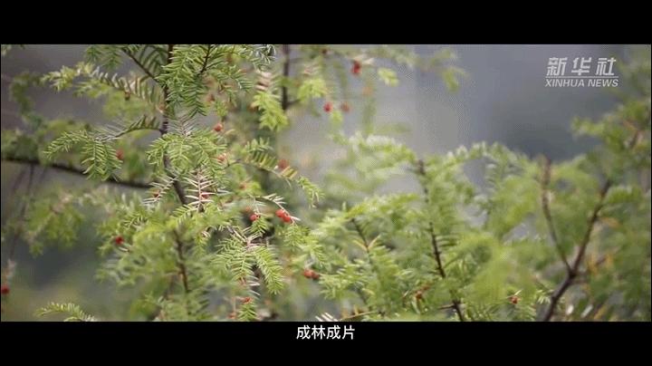 梦想种子发芽视频,梦想种子的视频