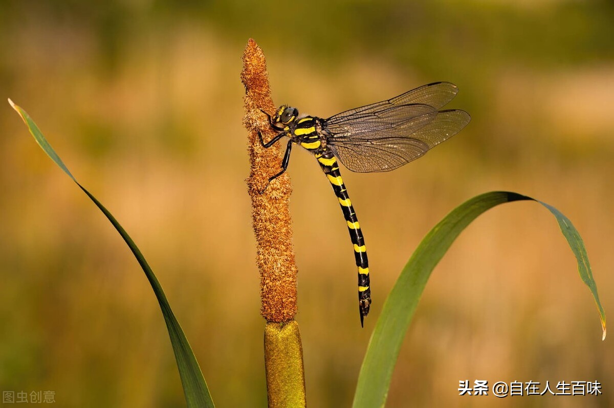 夏天常见的虫子外壳硬,农村房子里面常见的虫子有哪些