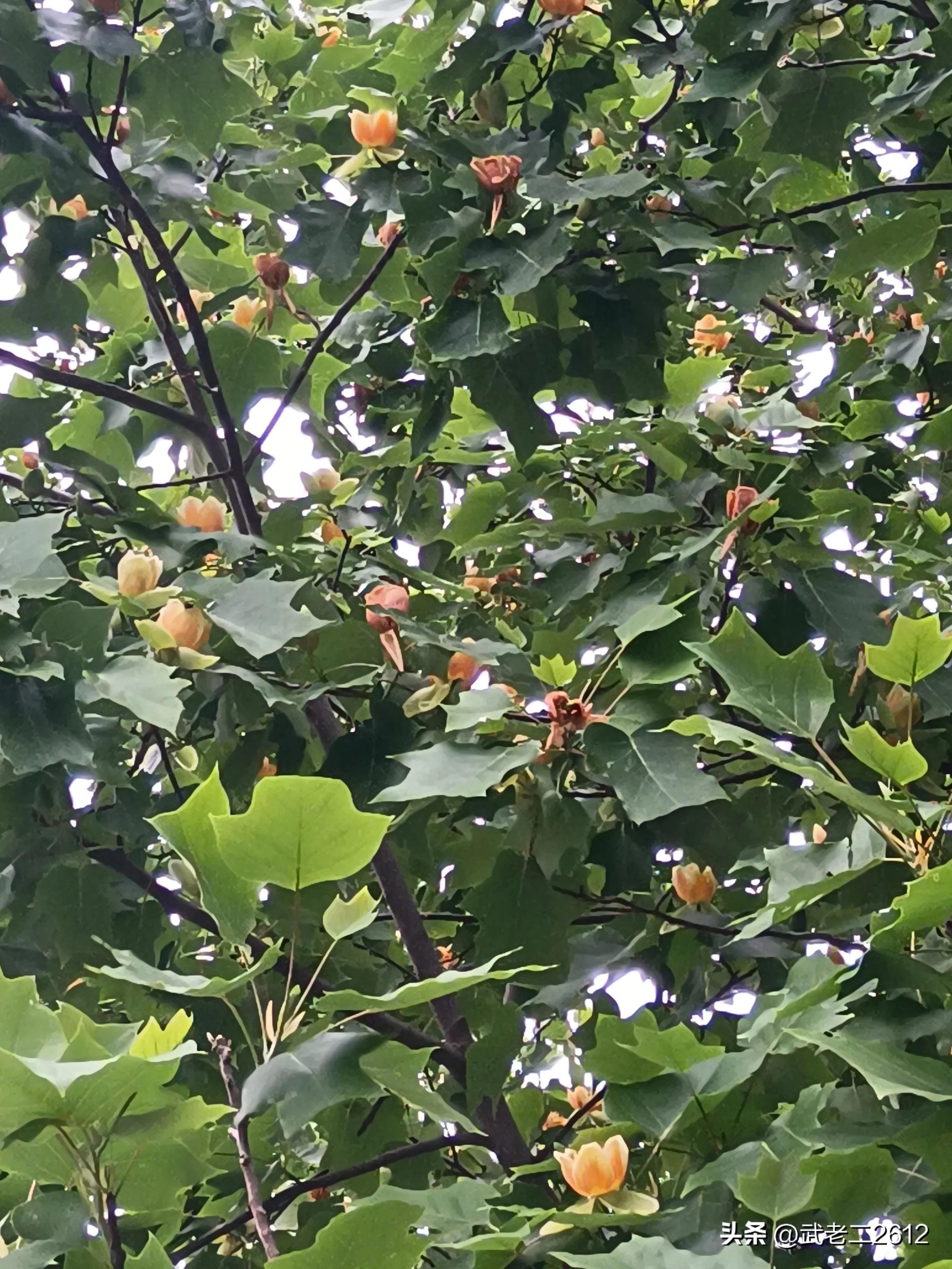 一个为我折树上莲花灯的人