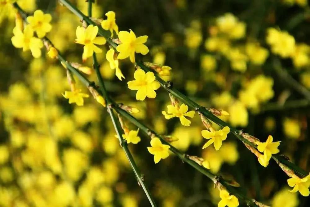 春天的美文,经典优美散文迎春