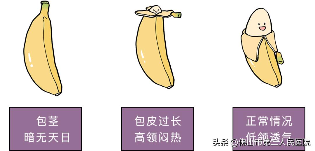 割包皮的季节,割包皮季节