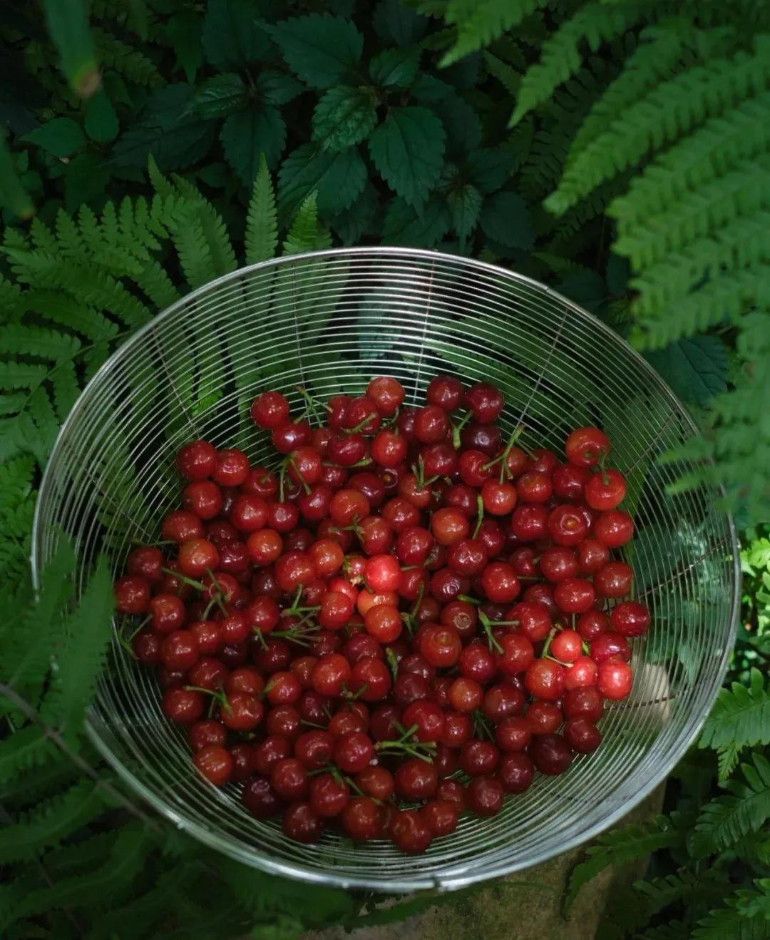 裁红点翠指的生肖,成语裁红点翠