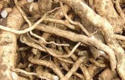 板蓝根的中药故事,板蓝根神话