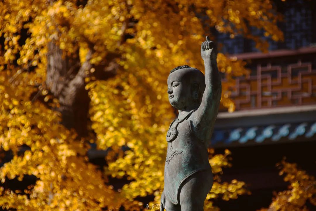 二严寺万佛阁银杏黄啦~古刹银杏，来领取奉贤最禅意的浪漫