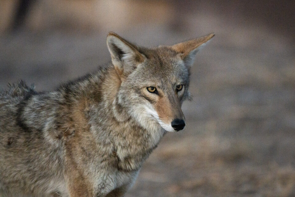 尼康Z800mmf/6.3VRS镜头深度评测