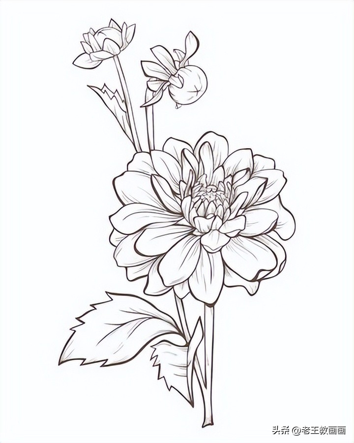 学画工笔花卉郁金香简笔画,手把手教你简笔画手绘线描花卉