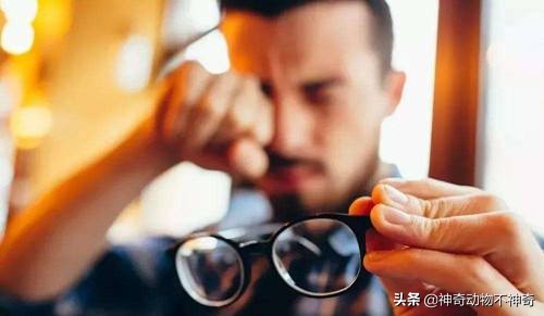 世界上最致命的毒蝎,致命毒蝎子