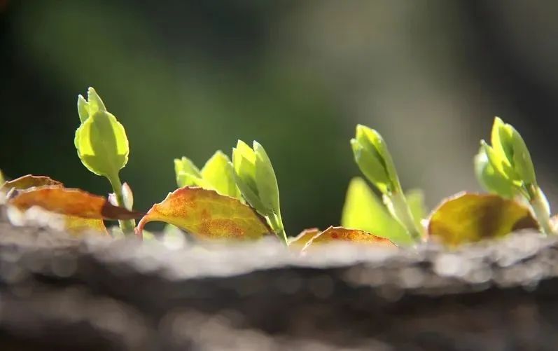 创业者的“闯关游戏”：诗和远方，梦想与现实｜翻过2022