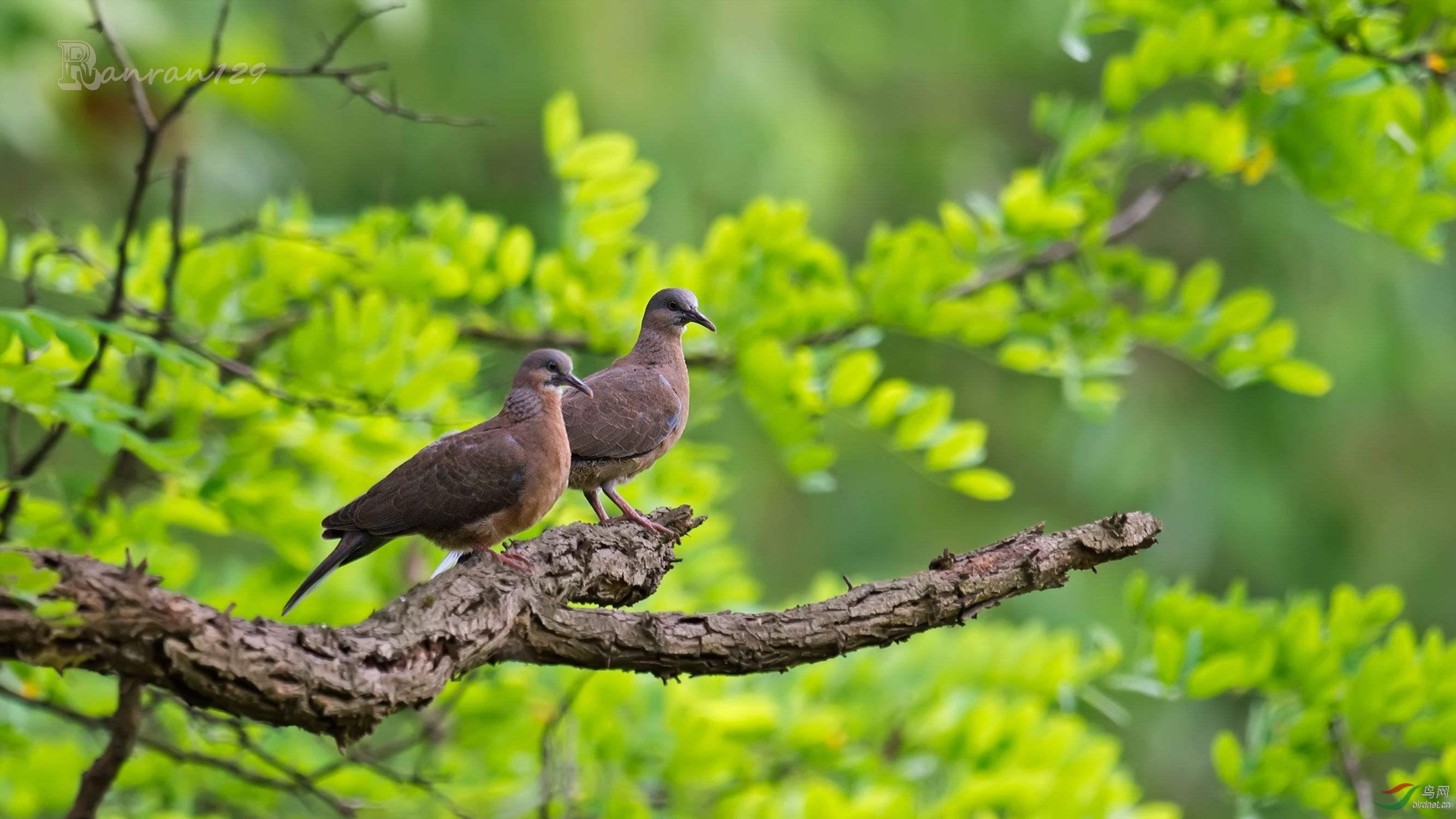 斑鸠一般生活在什么地方,东北野外斑鸠一般夜间在哪里栖息
