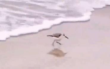 喂过一次大连海鸥，人类就要为自己的弱小羞愧