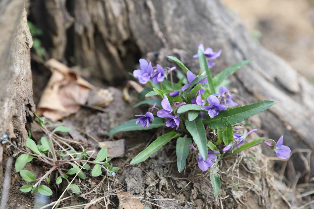 鐩哥害鍐滃ぇ,鐩歌仛浜戠鐩哥害鍐滃ぇ