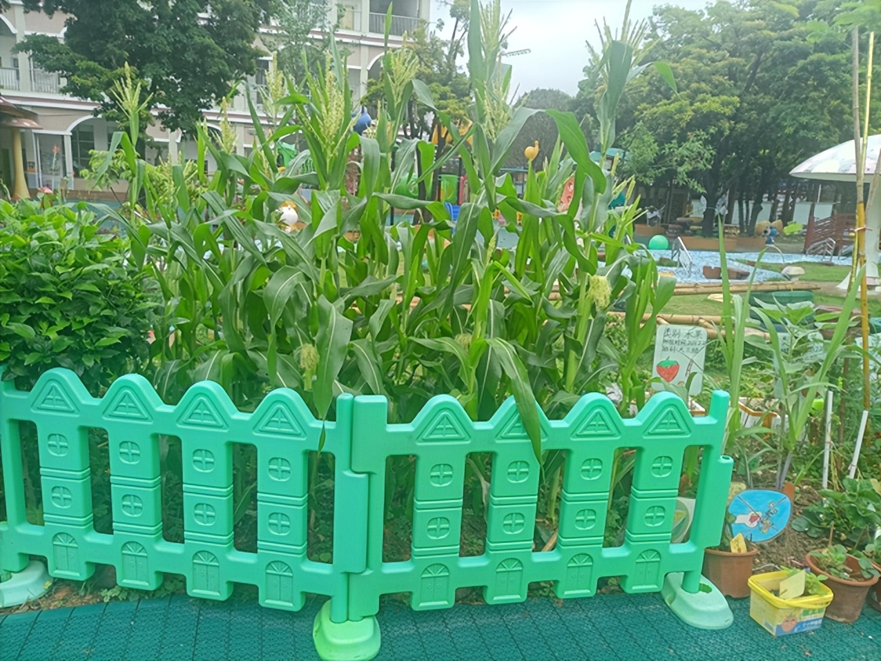 幼儿园开展光盘行动从我做起教案,幼儿园光盘行动从我做起的手抄报