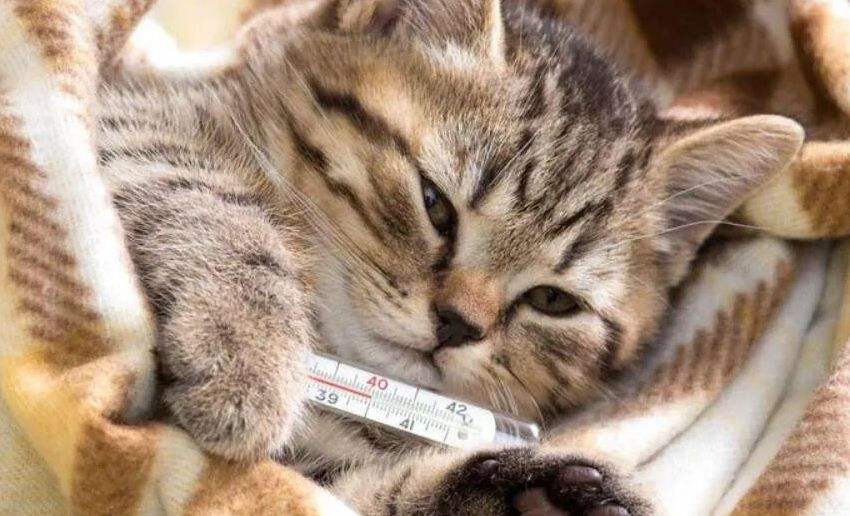 被养得好的猫咪会有哪些特征,有这几种行为的猫咪对你才是真爱