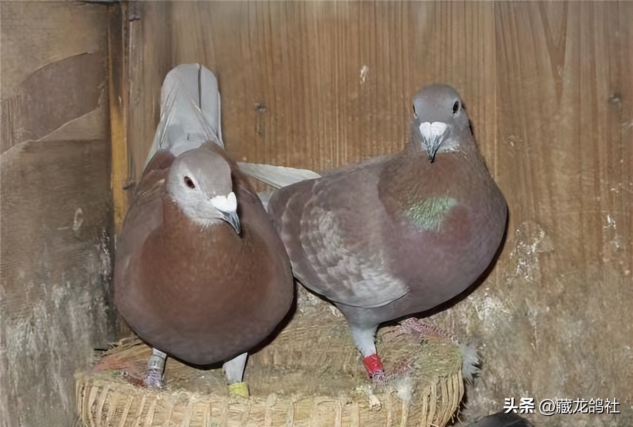 “洋天落”的正确使用姿势——青岛名将高赐德访谈录